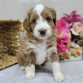 Cally - Goldendoodle Male