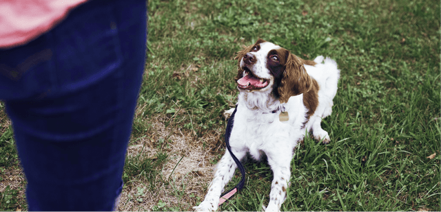 Three Important Training Tips to Raise a Well-Mannered Dog