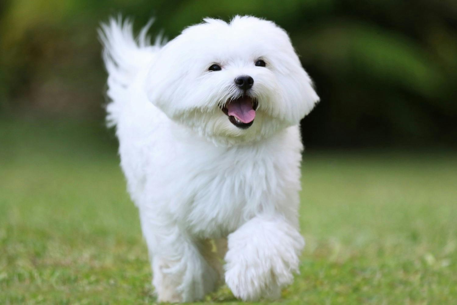 Yorkie vs. Maltese: Which Breed Is Right for You?