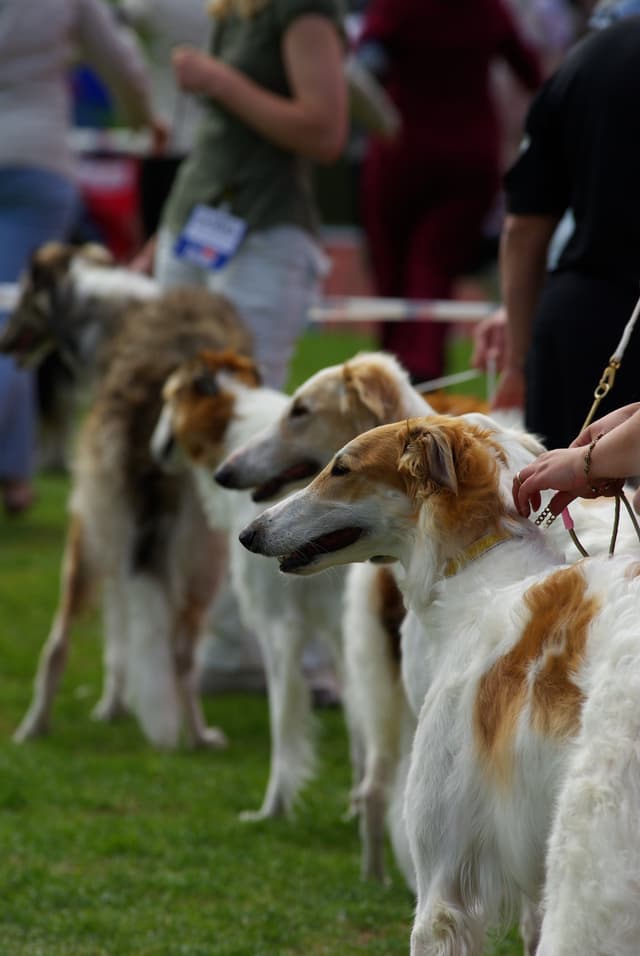 Getting Familiar with the Westminster Dog Show