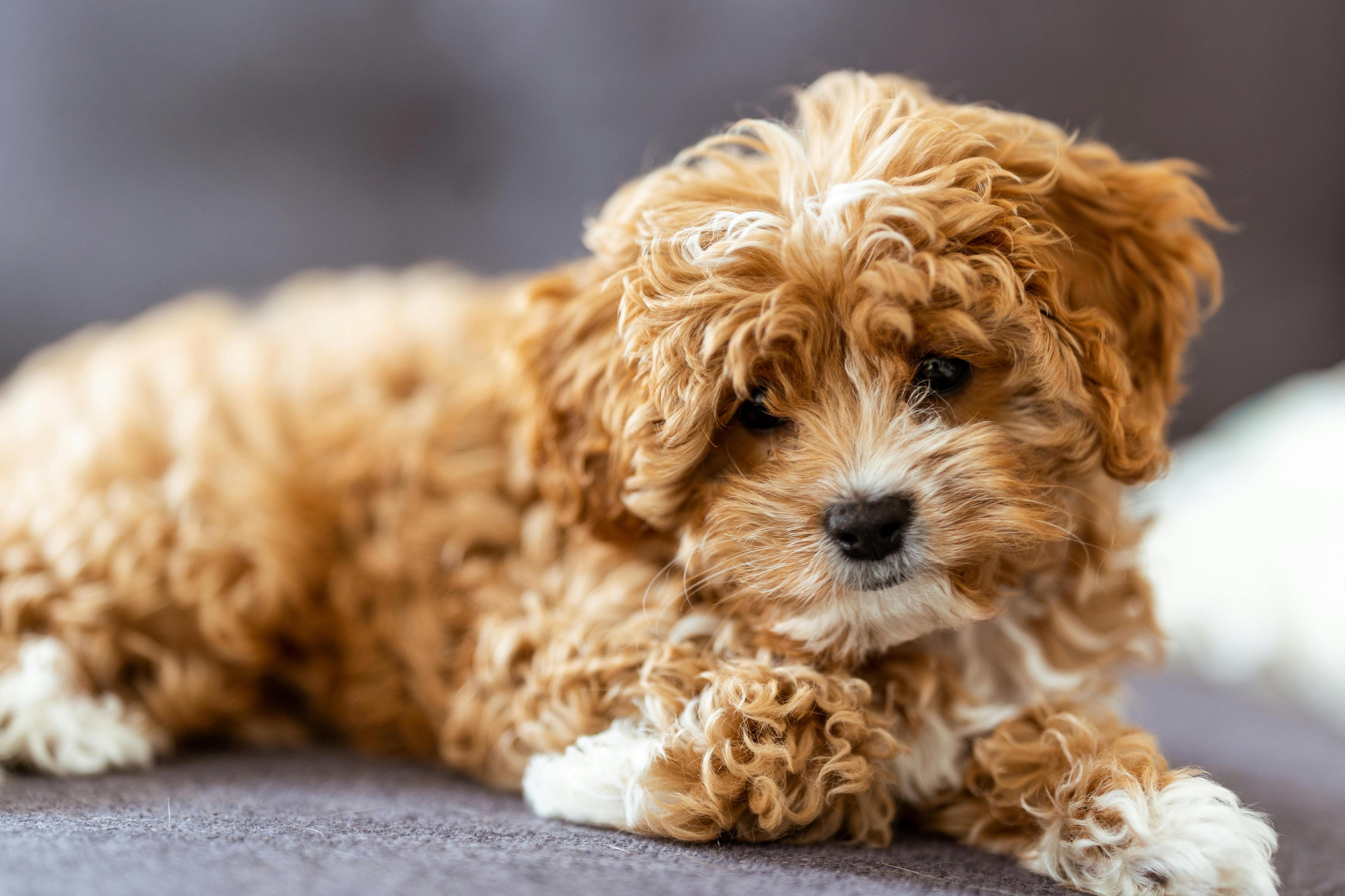 Pros and Cons of Cavapoos