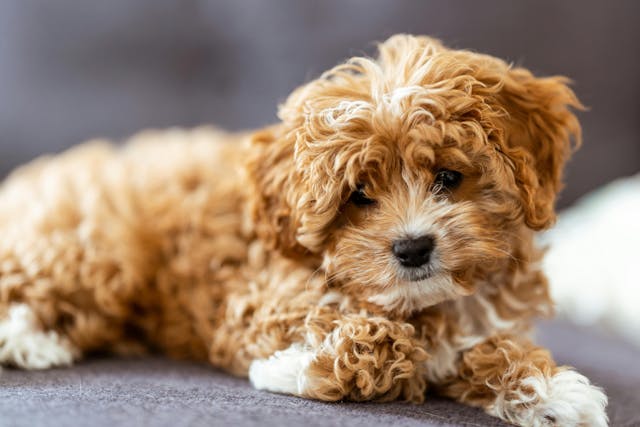 Pros and Cons of Cavapoos