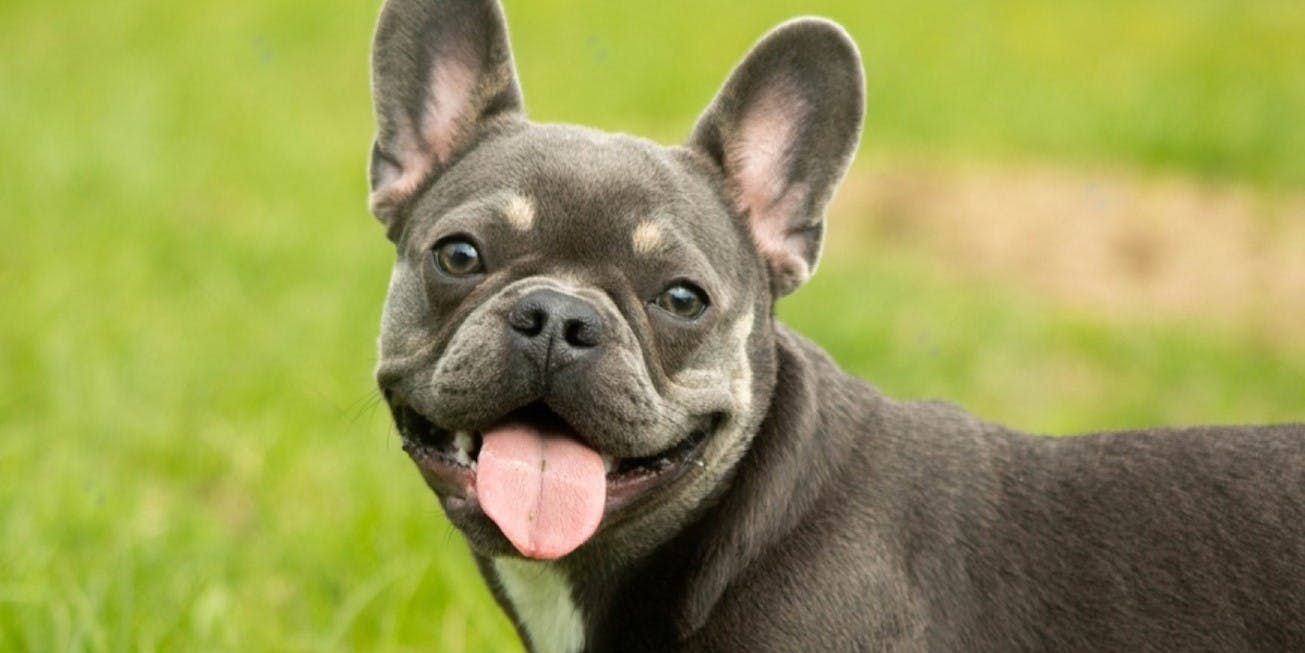 15 Most Popular Small Dog Breeds