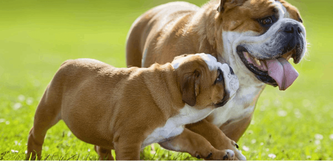 What Are the Pros and Cons of Breeding Dogs?