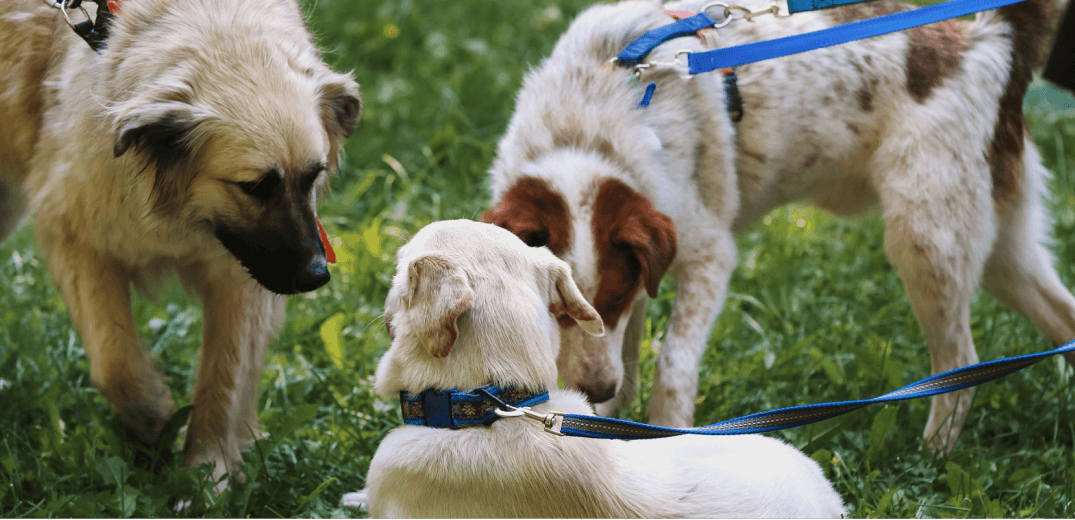 Comprehensive Dog Socialization Checklist