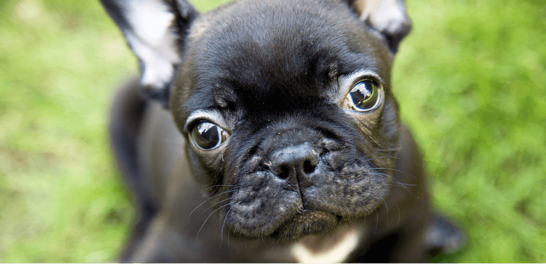 How to Ensure French Bulldogs Live Long, Healthy Lives