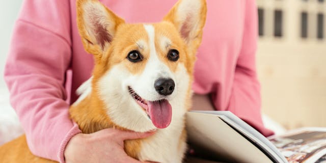 Common Corgi Health Issues