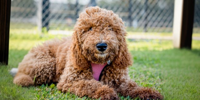 Goldendoodle Sizes: Mini, Medium, Standard