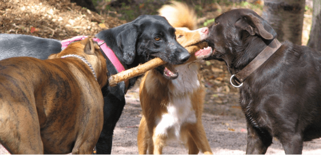 3 Reasons to Avoid Dog Parks and Safer Alternatives