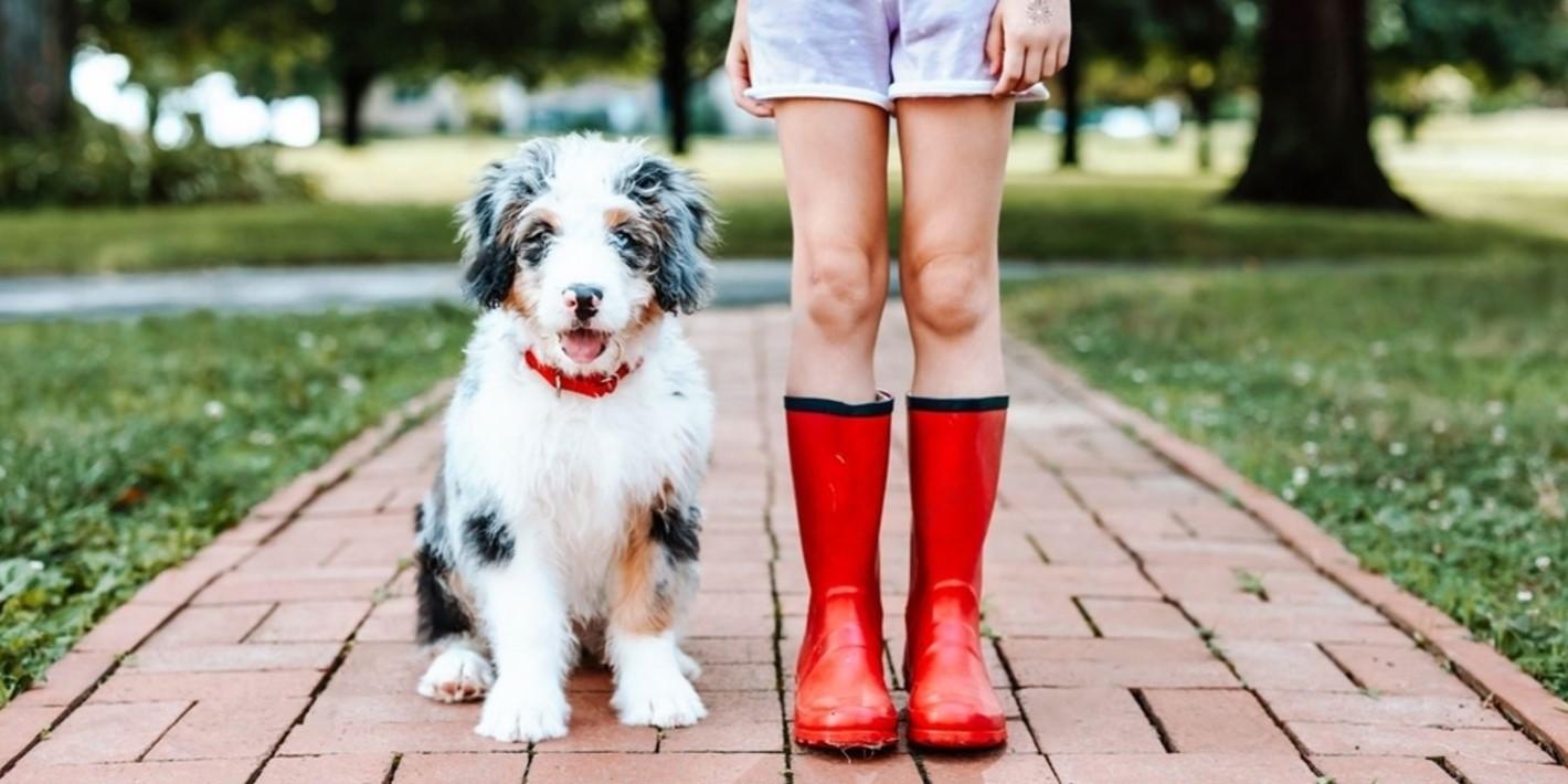 Is Bernedoodle a Good Family Dog?