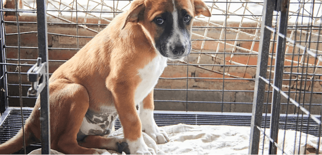 How to Spot a Puppy Mill: A Complete Guide