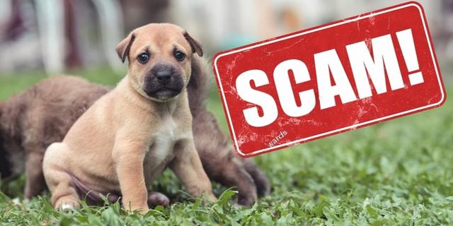 How to Spot & Avoid Puppy Scams