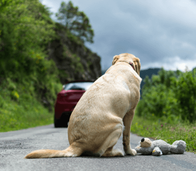 Dog sitting and looking at the road